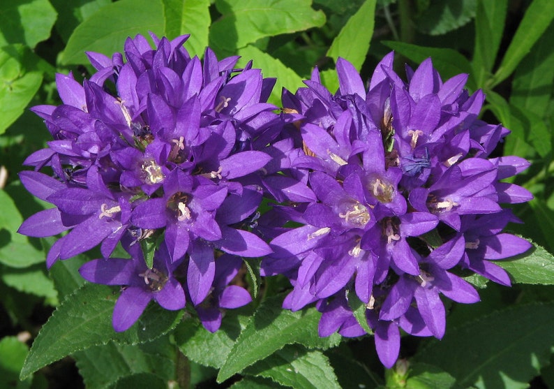 Campanula Glomerata Acaulis Cluster Bellflower seed image 3