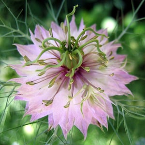 Nigella Damascena Love in the MIst Jewels Rose seed image 1