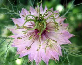 Nigella Damascena - Love in the MIst - Jewels Rose seed