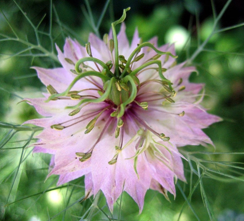 Nigella Damascena Love in the MIst Jewels Rose seed image 1