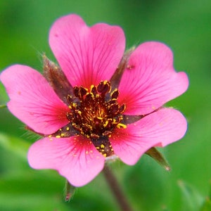 Potentilla Nepalensis Miss Willmott seed image 1