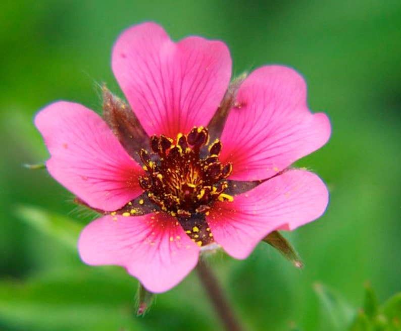 Potentilla Nepalensis Miss Willmott seed image 1