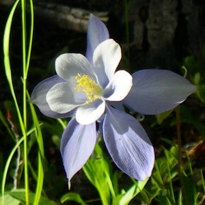 Aquilegia Caerulea Blue Rocky Mountain Columbine seed image 3