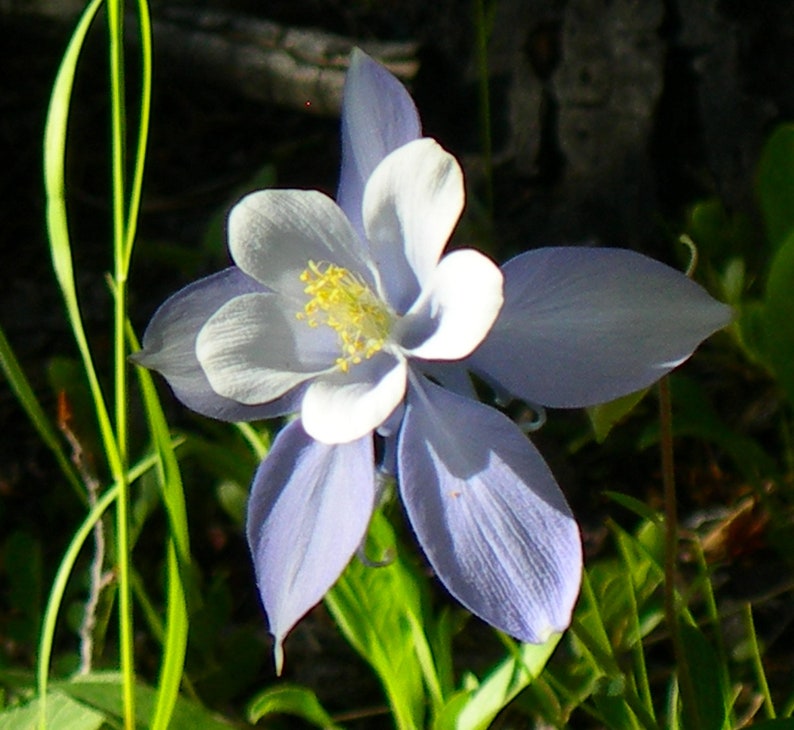 Aquilegia Caerulea Blue Rocky Mountain Columbine seed image 3