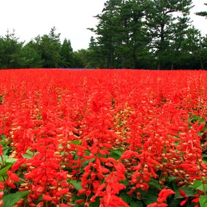 Salvia Coccinea - Scarlet Sage seed