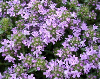 Thymus serpyllum - Magic Carpet seed