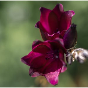 Dierama Blackbird seed image 2