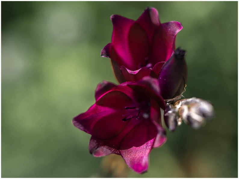 Dierama Blackbird seed image 2