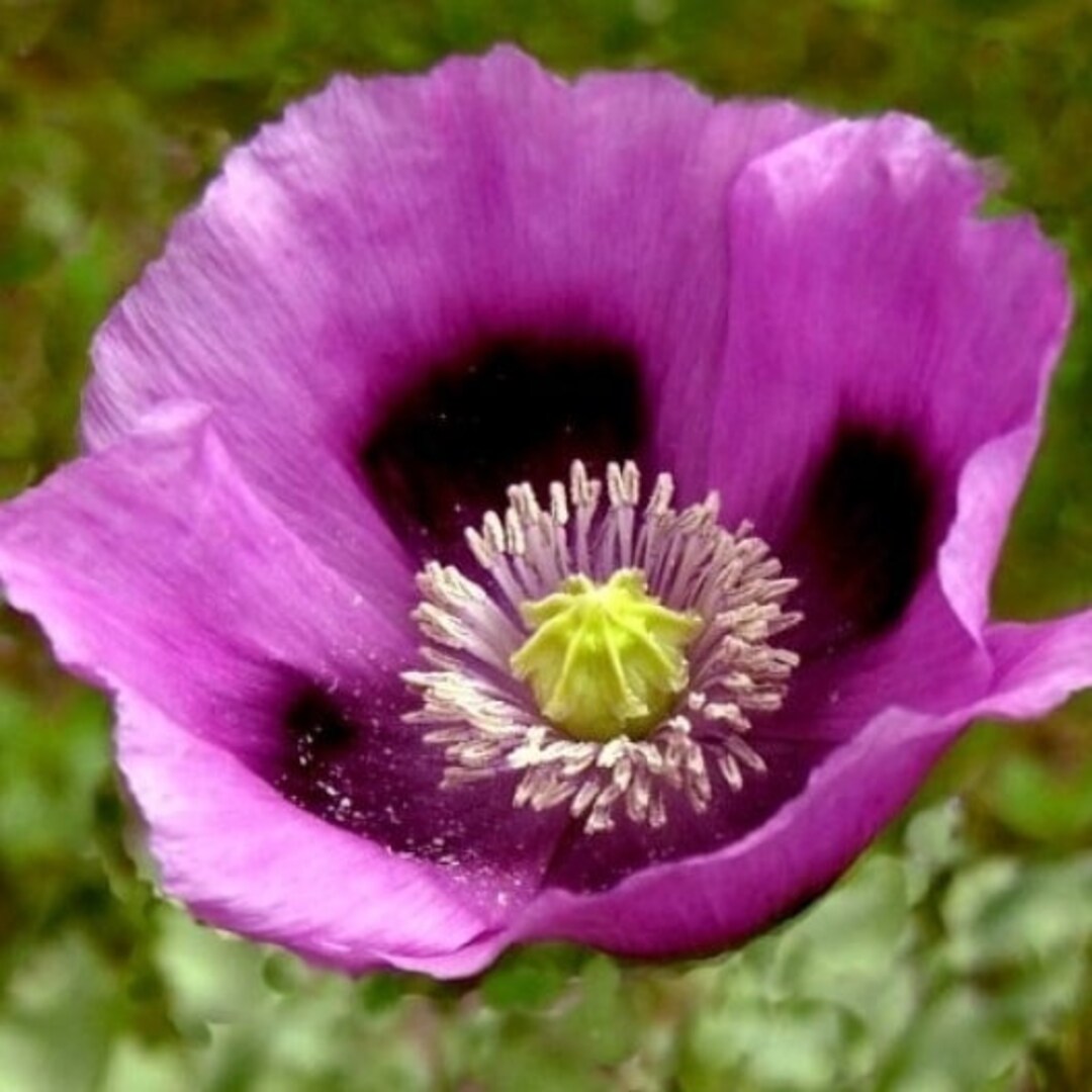 Poppy Papaver Hungarian Blue Seed Etsy