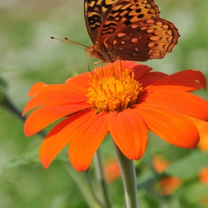 Tithonia Torch - Mexican Sunflower seed