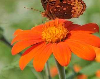 Tithonia Torch - Mexican Sunflower seed