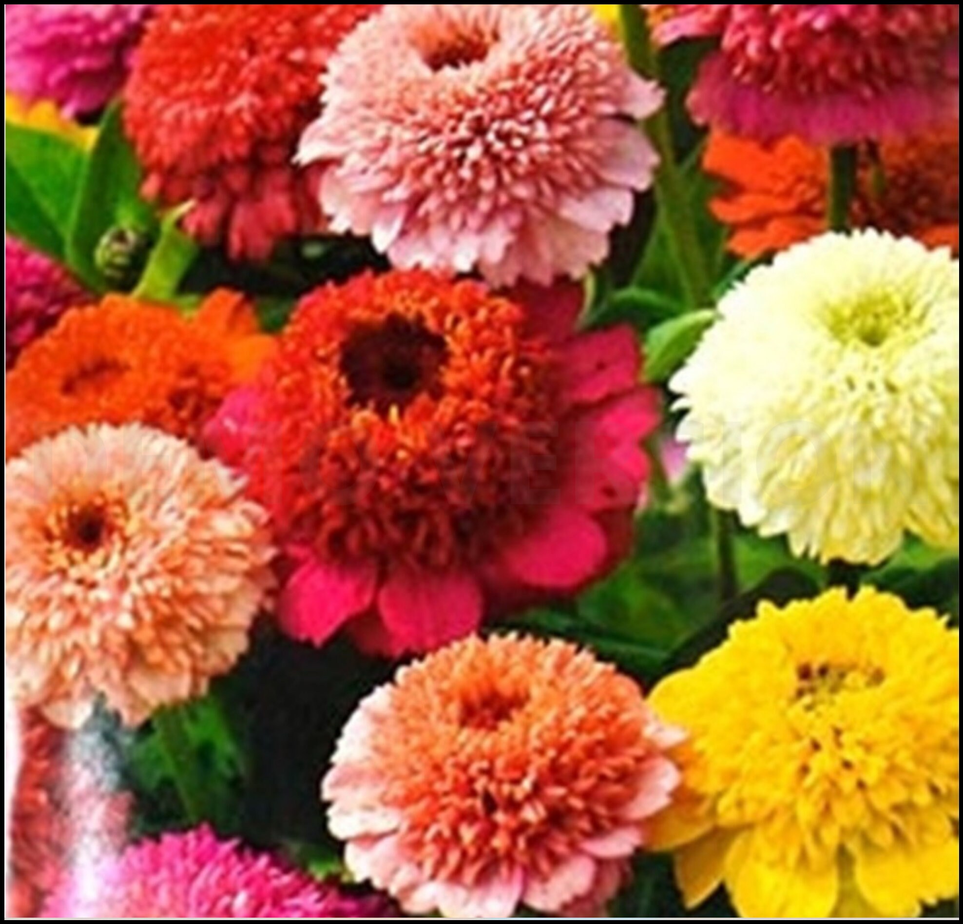 Zinnia Scabiosa Candy Cane Mix Seed Etsy