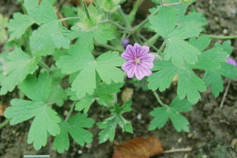 Geranium Bohemicum seed image 3