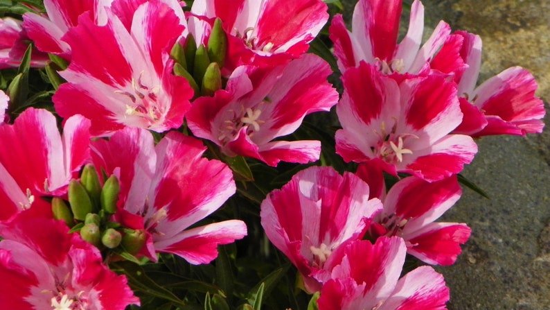 Clarkia Amoena Farewell to Spring Mix Seed - Etsy