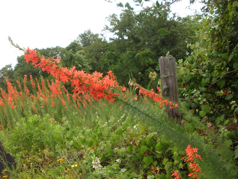 Ipomopsis Rubra 'scarlet Gilia' Seed Only 75 Cents Etsy