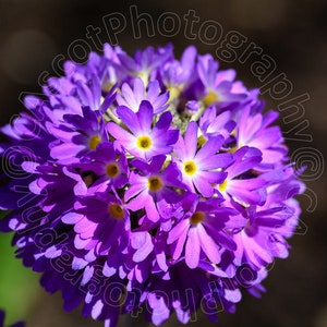 Primula Denticulata Blue Selection seed image 2