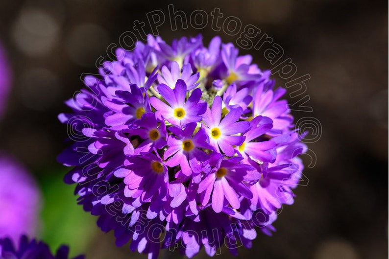 Primula Denticulata Blue Selection seed image 2