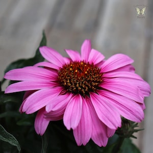 Echinacea Purpurea – Magnus Superior seed