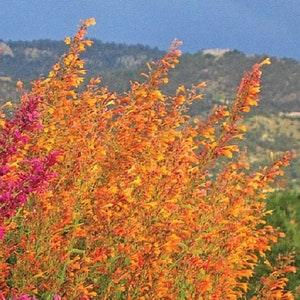 Agastache Aurantiaca - Hummingbird Mint seed