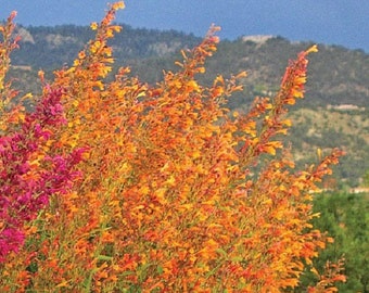 Agastache Aurantiaca - Hummingbird Mint seed