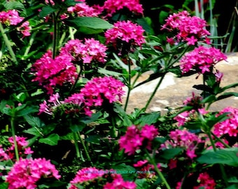 Verbena Hybrids - Nana Compacta Rose seed