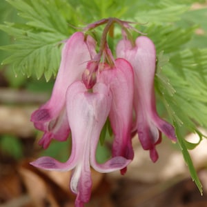 Dicentra Eximia - Fringed Bleeding Heart seed