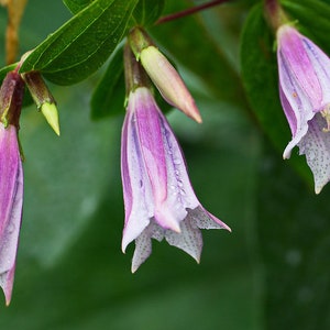 Gentiana Asclepiadea - Pink Cascade seed