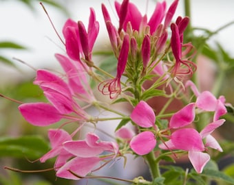 Cleome Hassleriana - Rose Queen seed