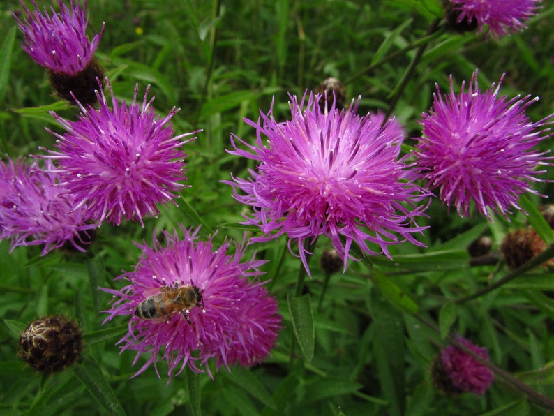 Centaurea Scabiosa Greater Knapweed seed image 1