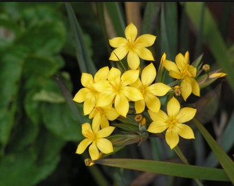 Sisyrinchium Palmifolium - Palm Leaf seed