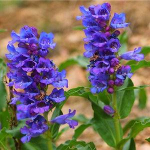 Penstemon Alpinus seed image 1