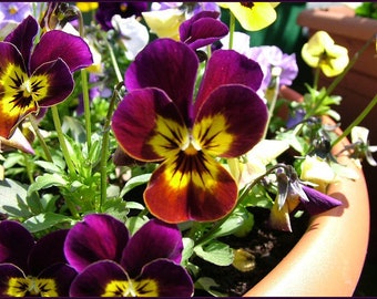 Viola cornuta - Bambini Mixed Colors seed