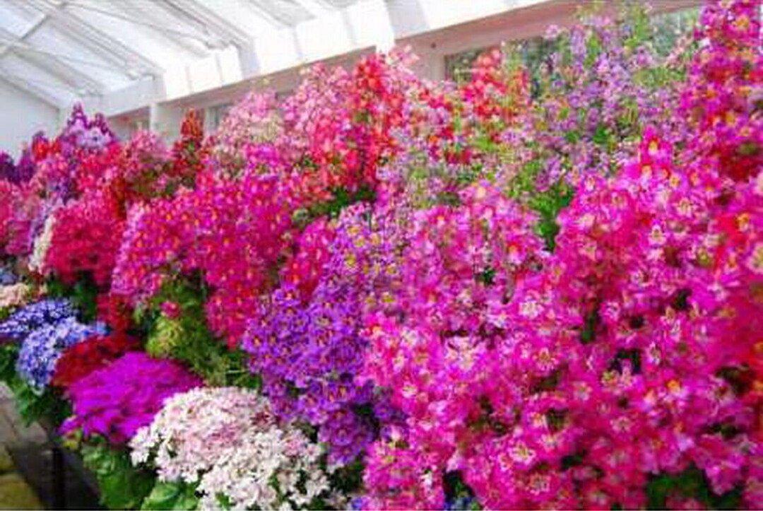 Schizanthus X Wisetonensis Angel Wings Butterfly Flower Mix Seed Etsy