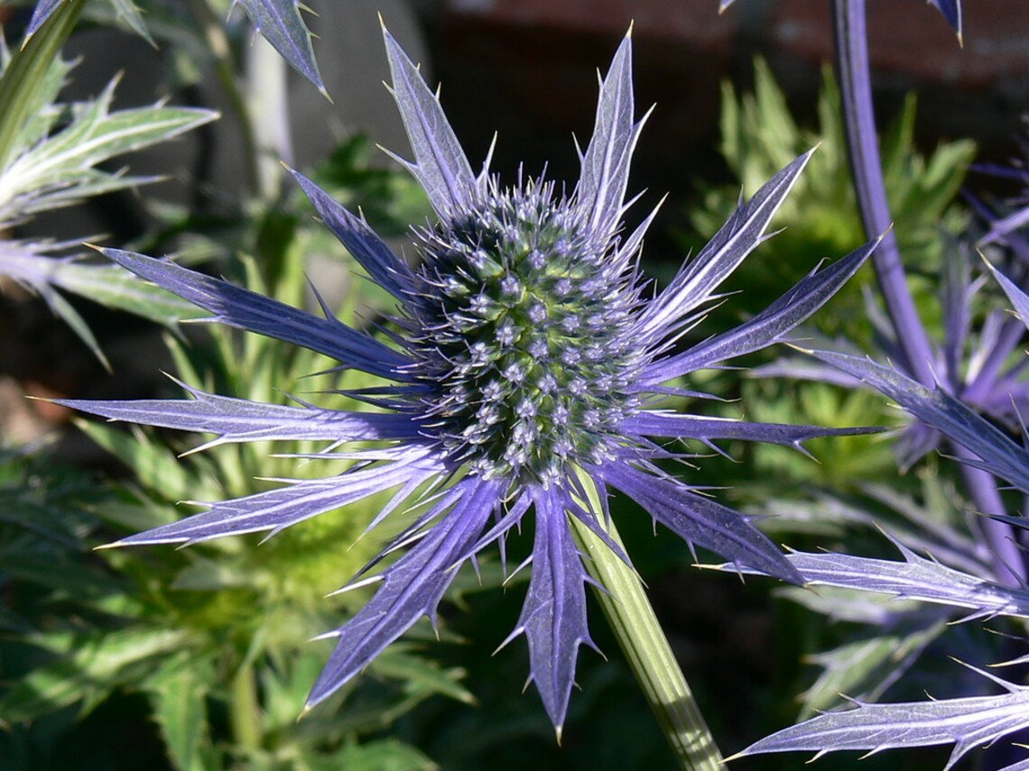 Eryngium Alpinum Superbum Sea Holly Alpinum Seed Etsy