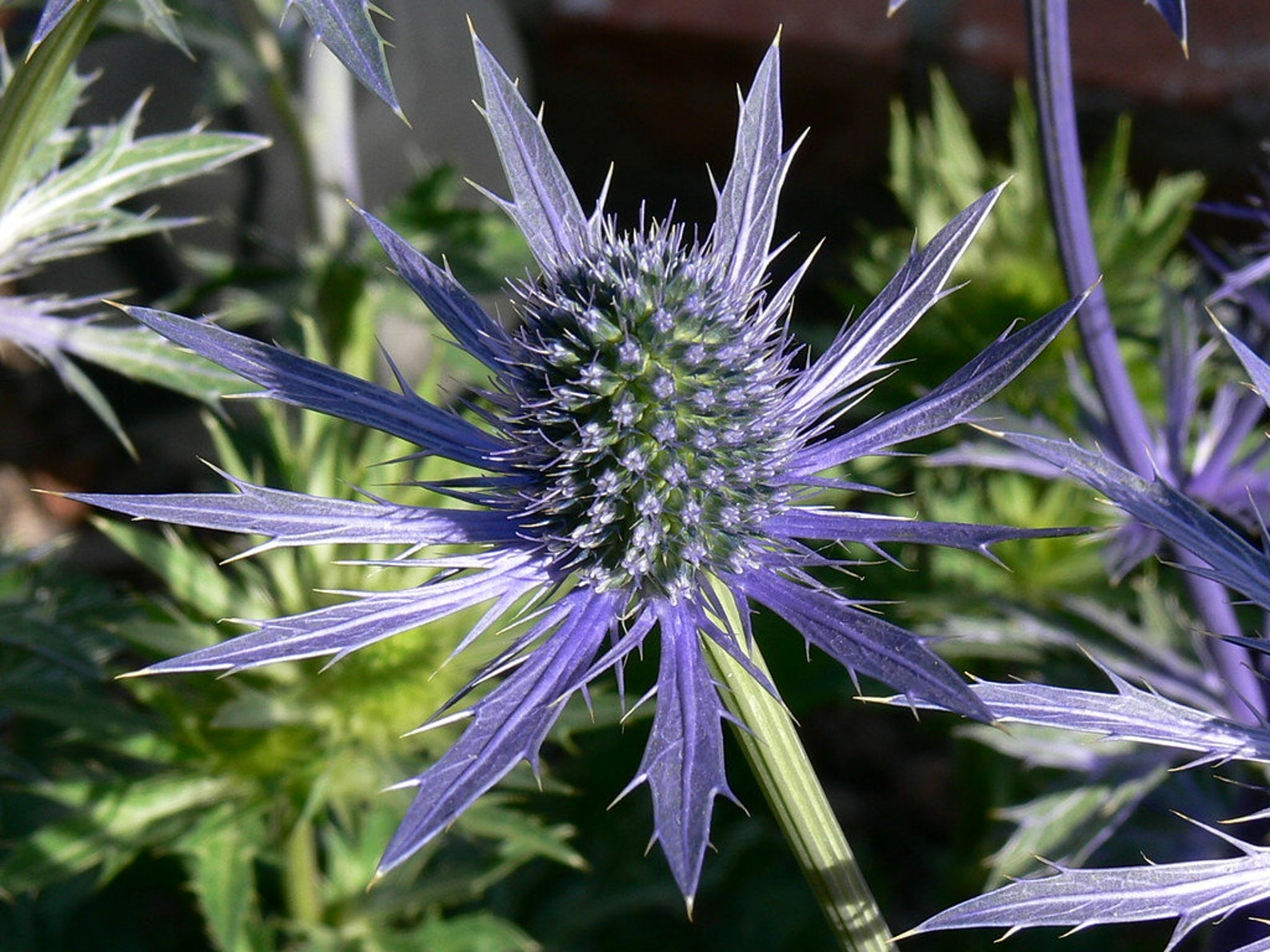 Eryngium Alpinum Superbum Sea Holly Alpinum Seed Etsy