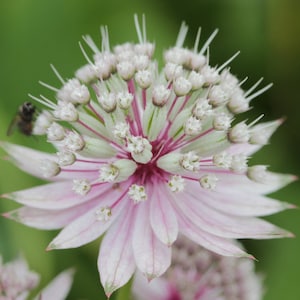 Astrantia Major 'The Great Masterwort' seed image 1