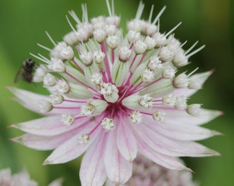 Astrantia Major 'The Great Masterwort' seed