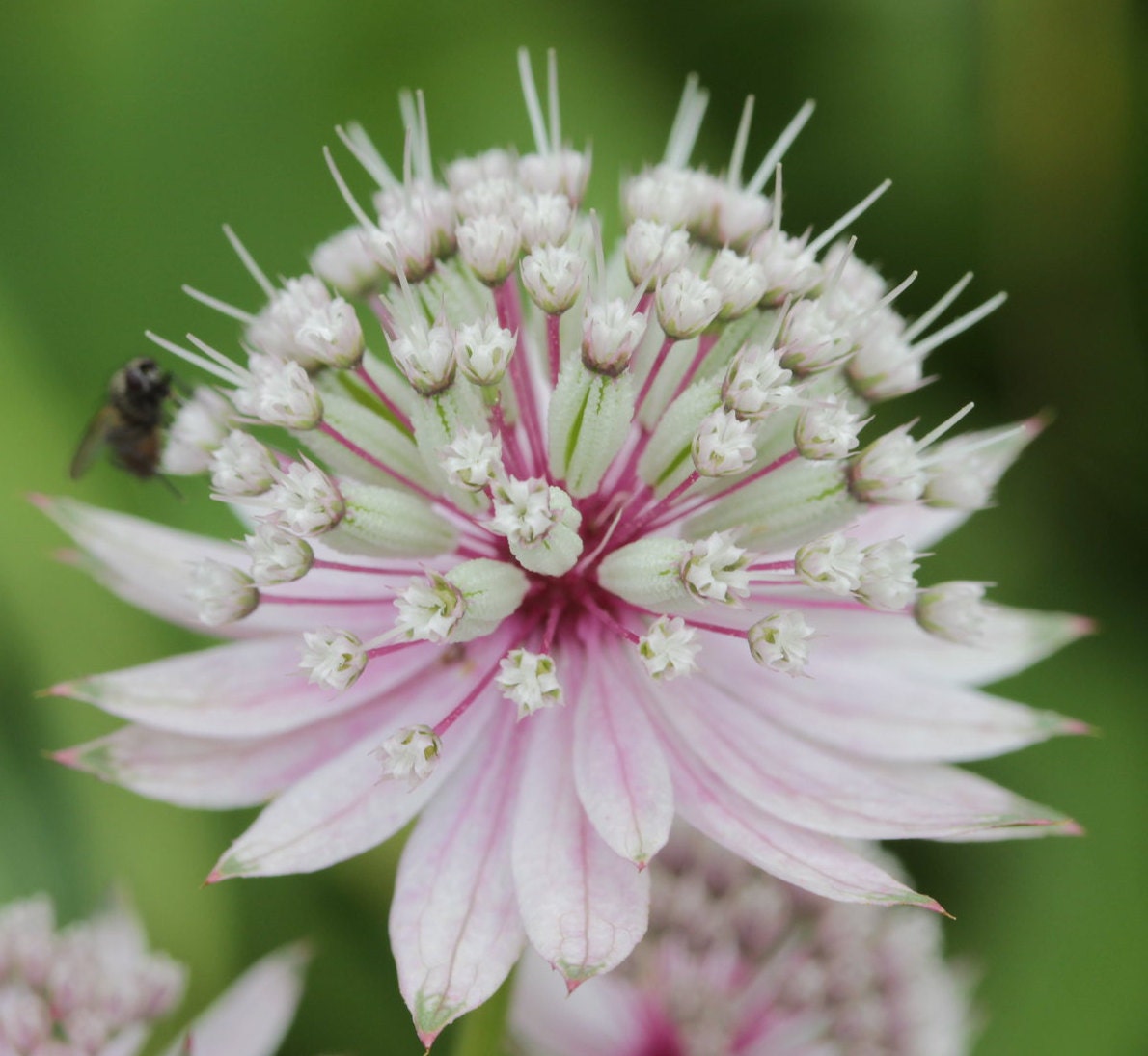 Astrantia Major 'The Great Masterwort' seed