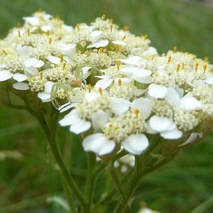 Achillea Millefolium Occidentalis - Western Yarrow seed