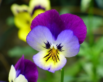 Viola Tricolor - Helen Mount Johnny Jump up seed