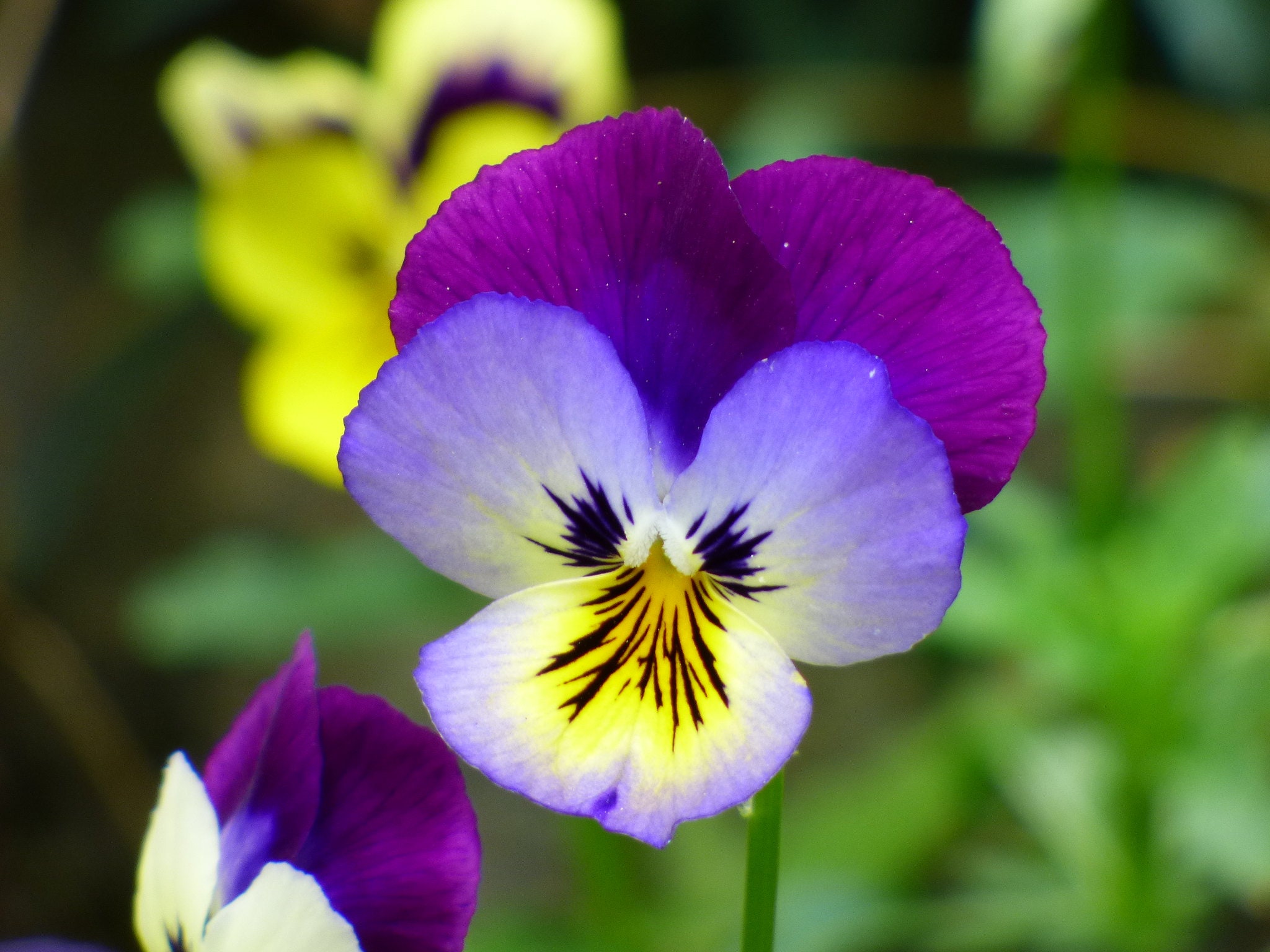 Viola Tricolor Helen Mount Johnny Jump up Seed Etsy