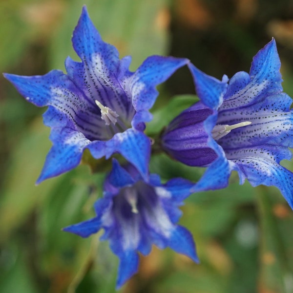 Gentiana Asclepiadea - Willow Gentian seed