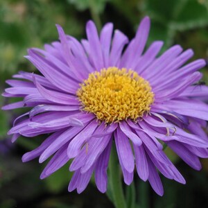 Aster Alpinus Dunkle Schöne seed image 3