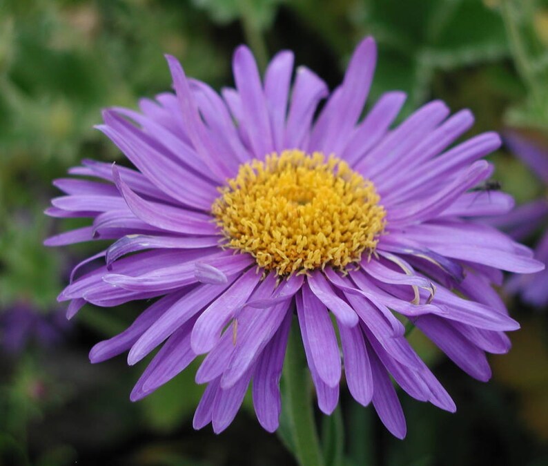 Aster Alpinus Dunkle Schöne seed image 3