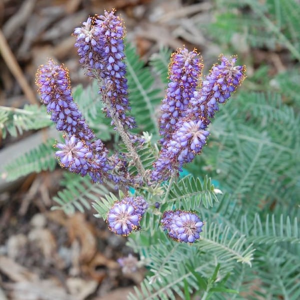 Amorpha Canescens - Lead Plant seed