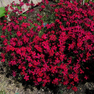 Dianthus Deltoides Confetti Deep Red seed image 1