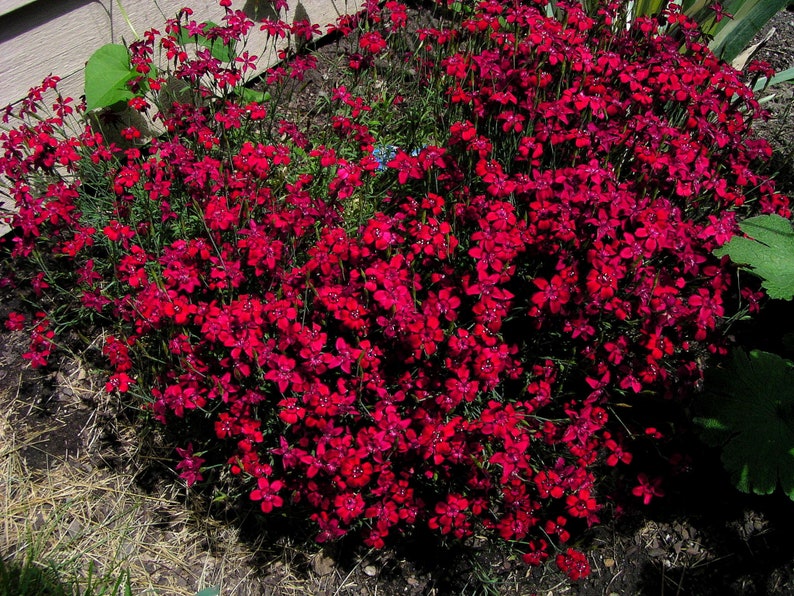 Dianthus Deltoides Confetti Deep Red seed image 1