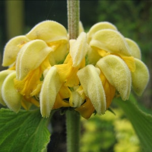 Phlomis Russeliana - Turkish Sage seed