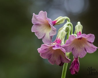 Primula Waltonii seed