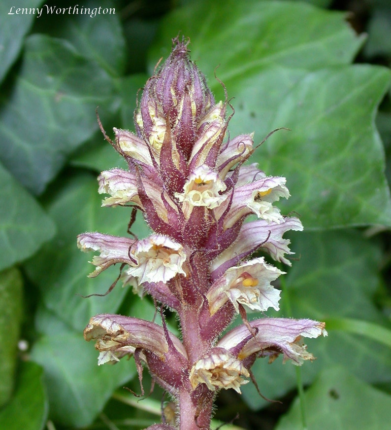 Orobanche Hederae Ivy Broomrape image 3